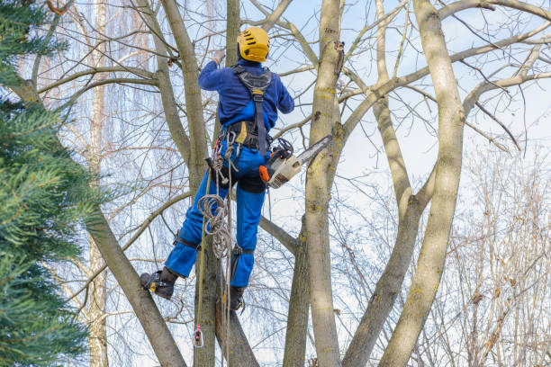 Professional Tree Removal in Marco Island, FL