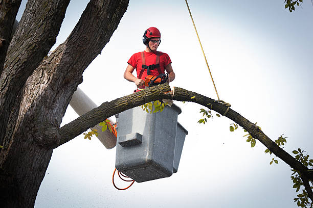 Best Tree and Shrub Care  in Marco Island, FL